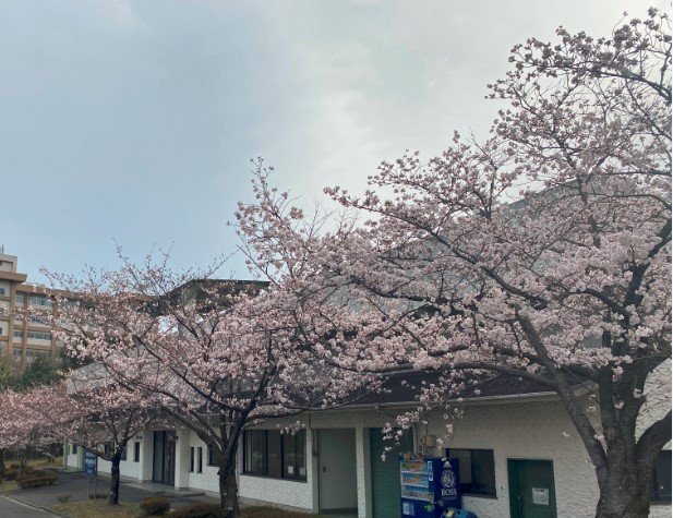 第１テニス場前の桜並木